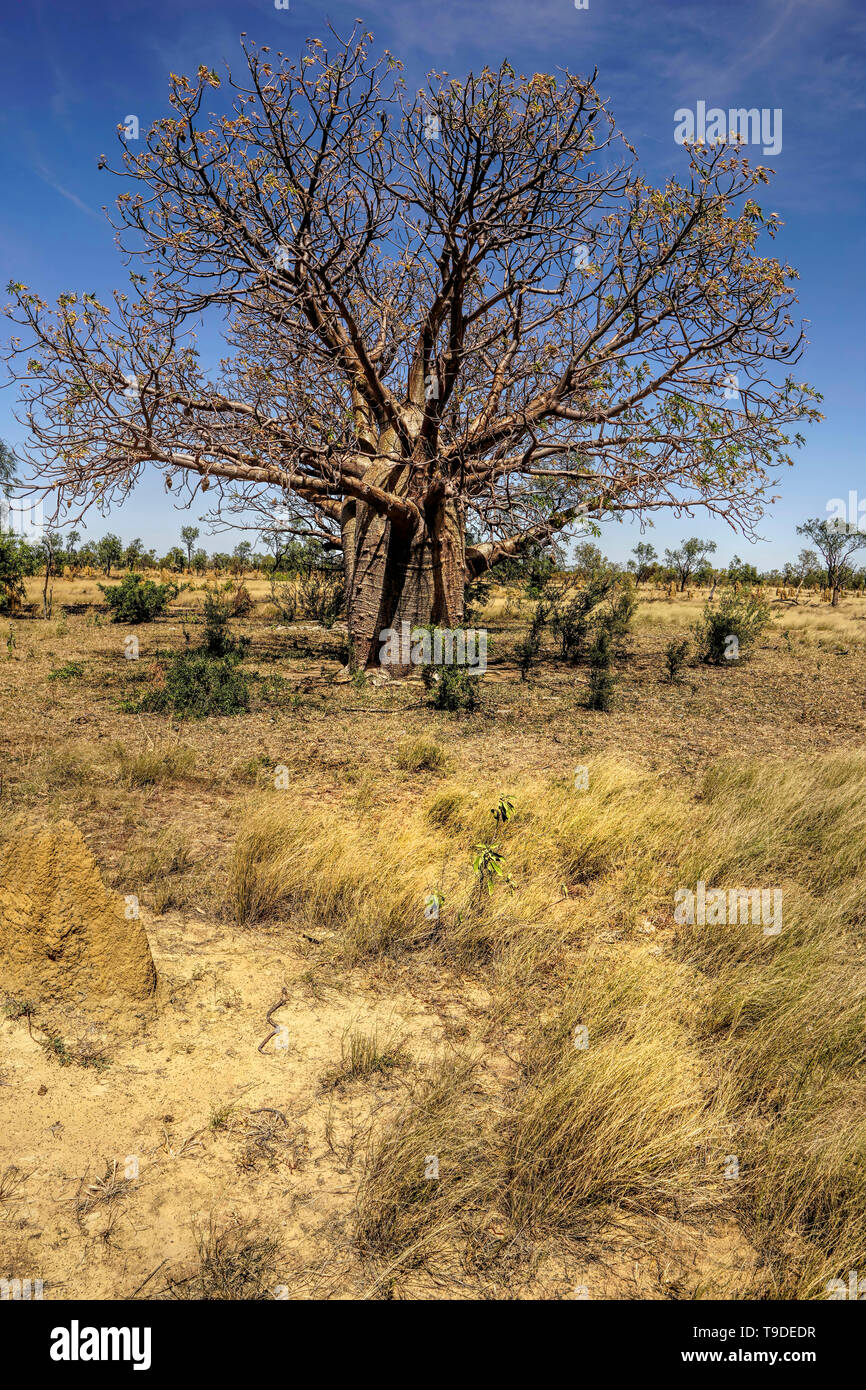 Boab trees bottle-like appearance growing in Western A ustralia. Stock Photo