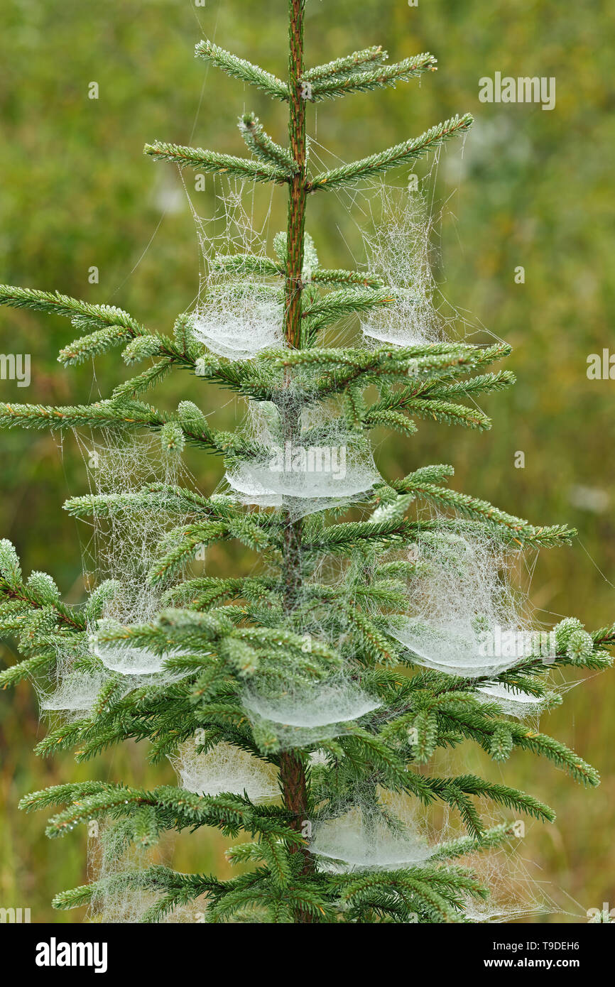 Spider webs and spruce tree Ear Falls, Ontario, Canada Stock Photo