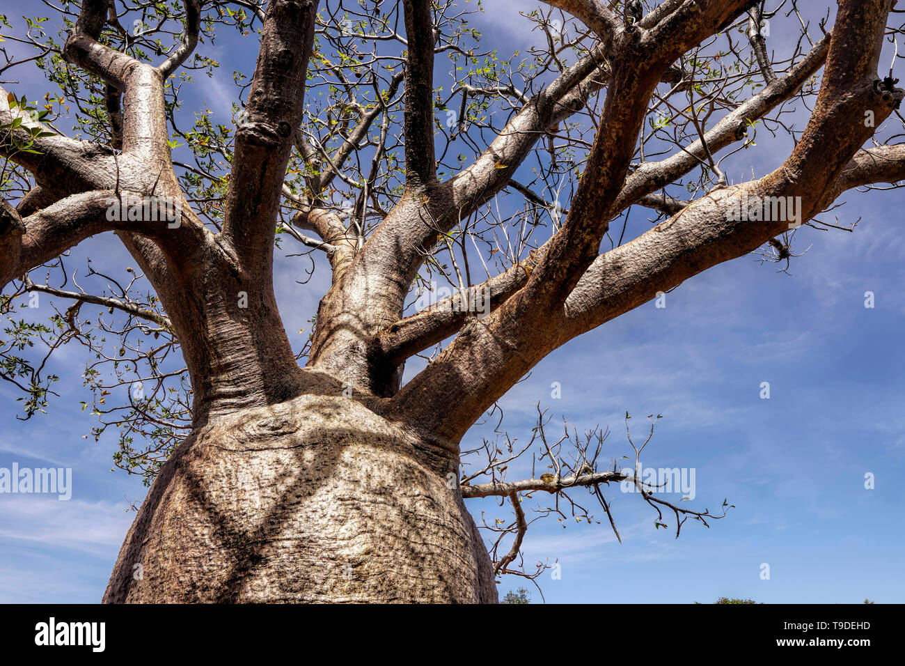 Boab trees growing in Western Australia. They have a broad bottle-shaped trunk. Stock Photo