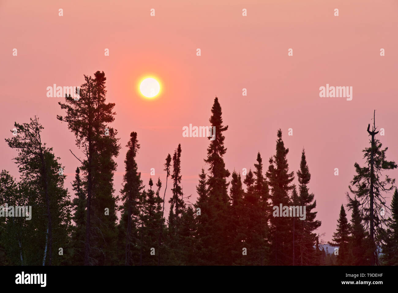 Boreal forest at sunrise at Lac Seul Ear Falls Ontario Canada Stock Photo