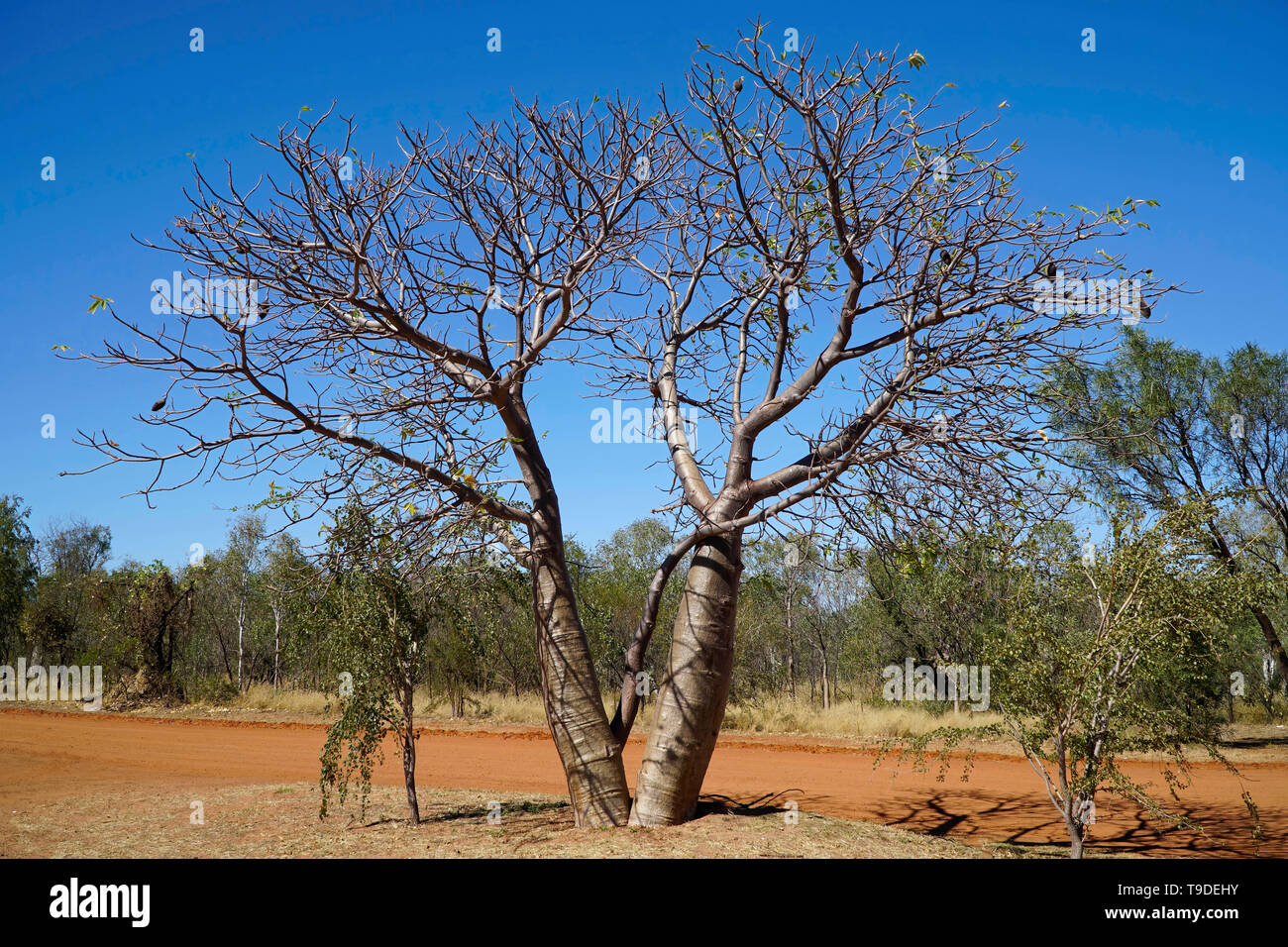 Boab trees growing in Western Australia.They are a  deciduous tree with the shape that looks like a bottle Stock Photo