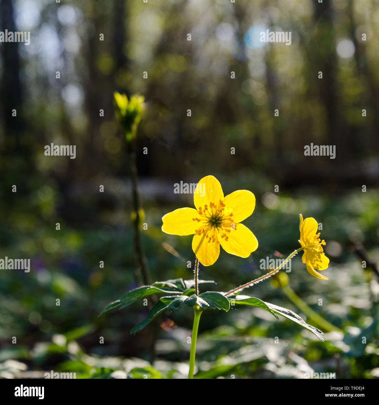 Low perspective image of a glowing backlit yellow wood anemone Stock Photo