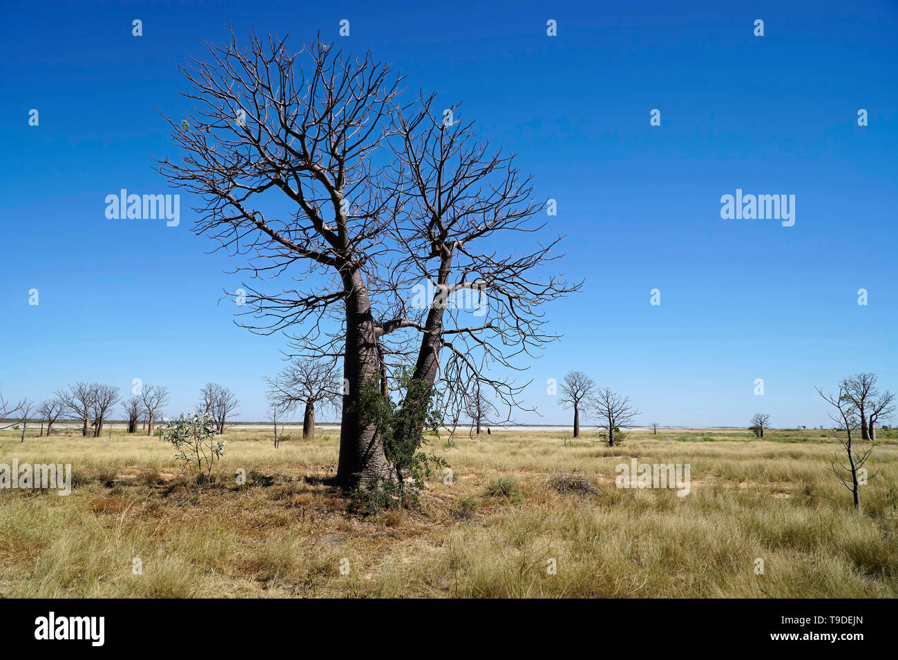 Boab trees growing in Western Australia which have a bottle-like appearance Stock Photo