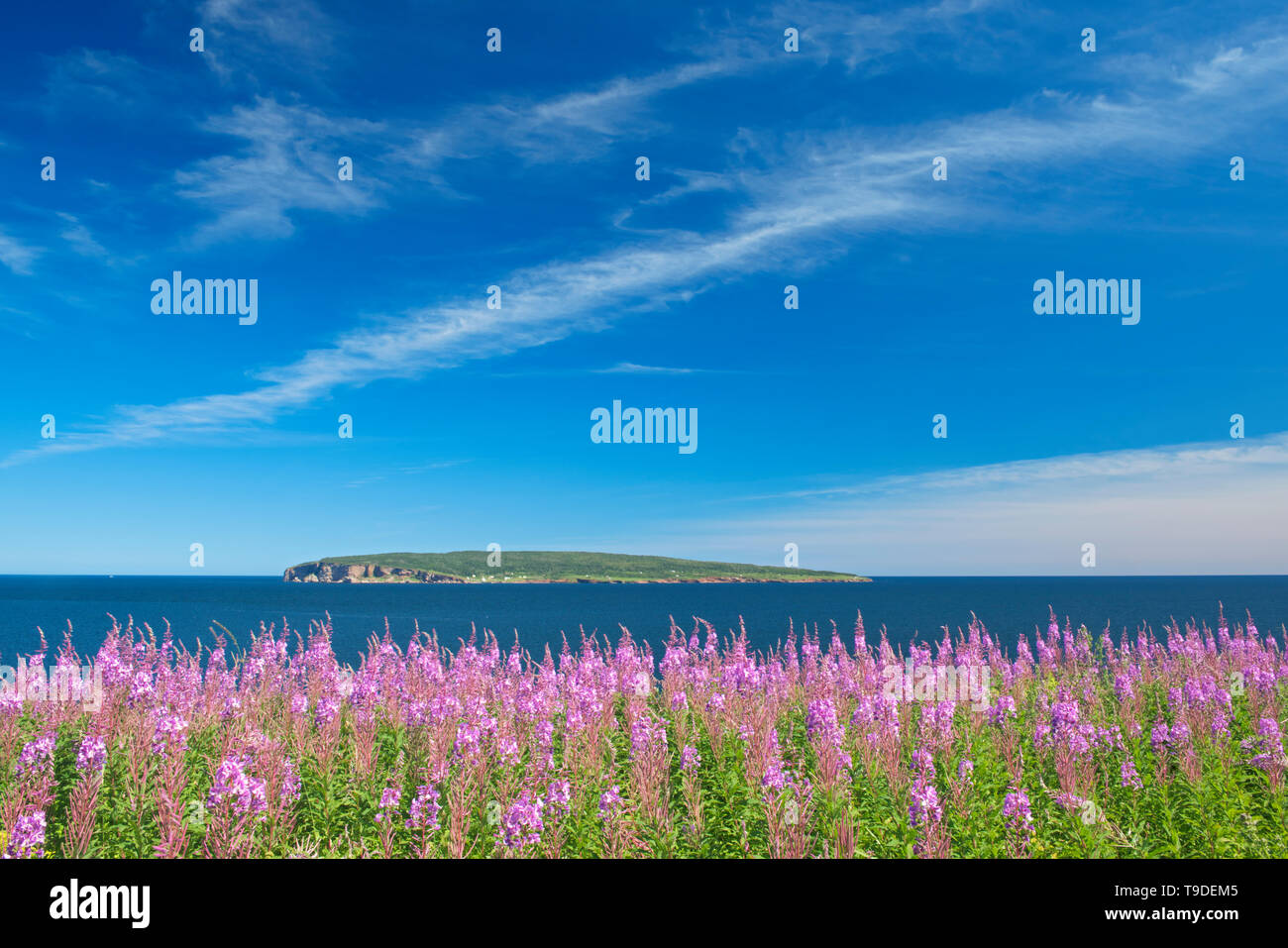 Fireweed wildflowers and Bonaventure Island in the Atlantic Ocean at the end of the Gaspe Peninsula. Parc national de l'Île-Bonaventure-et-du-Rocher-Percé. This is a provincial parc, not a true federal park, Percé, Quebec, Canada Stock Photo