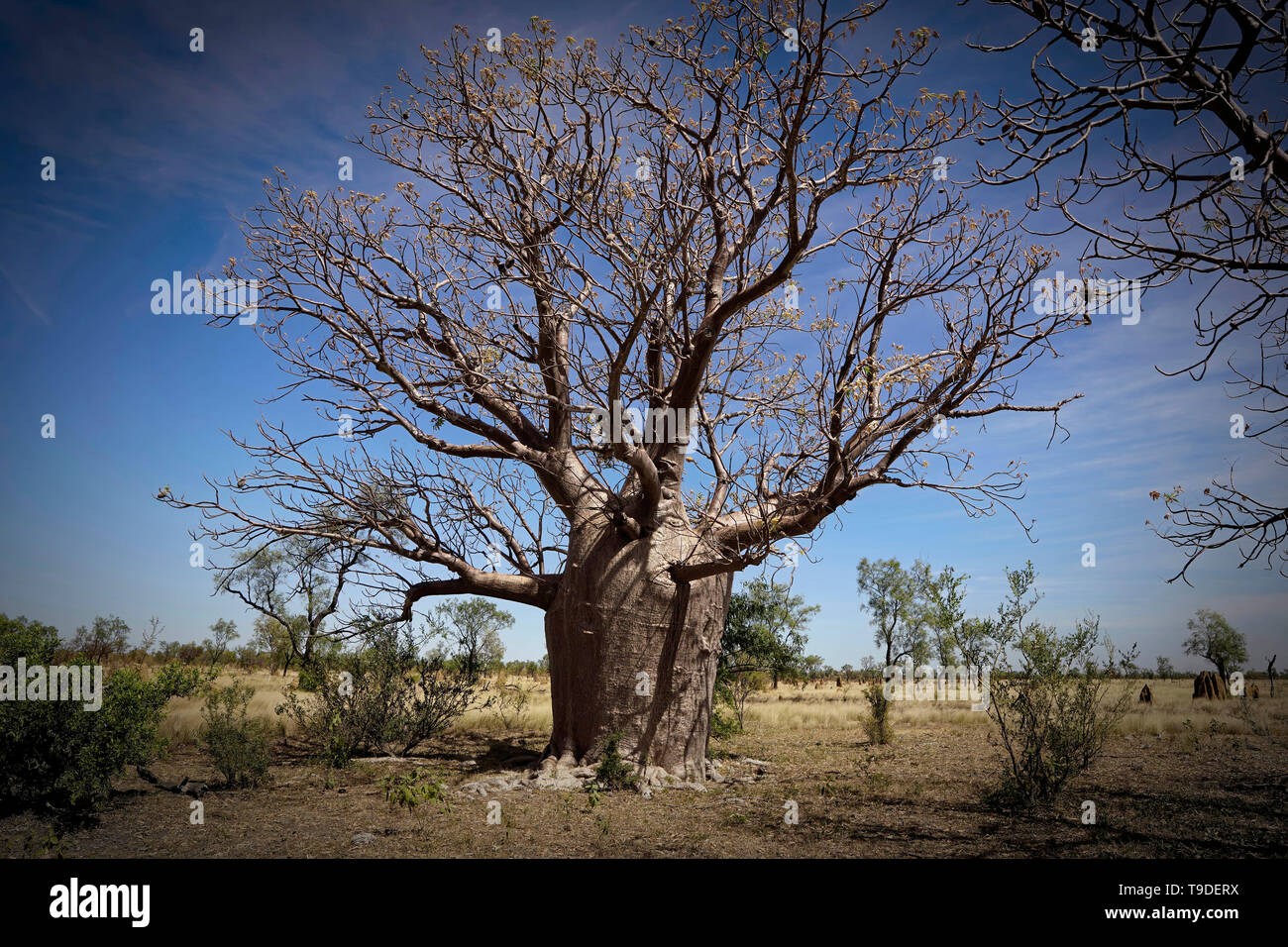 Boab trees growing in Western Australia. Adansonia gregorii Stock Photo