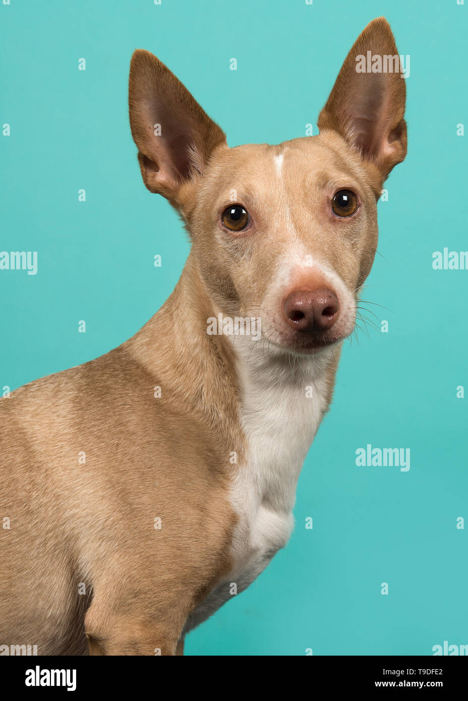 Podenco Maneto Hi-res Stock Photography And Images - Alamy
