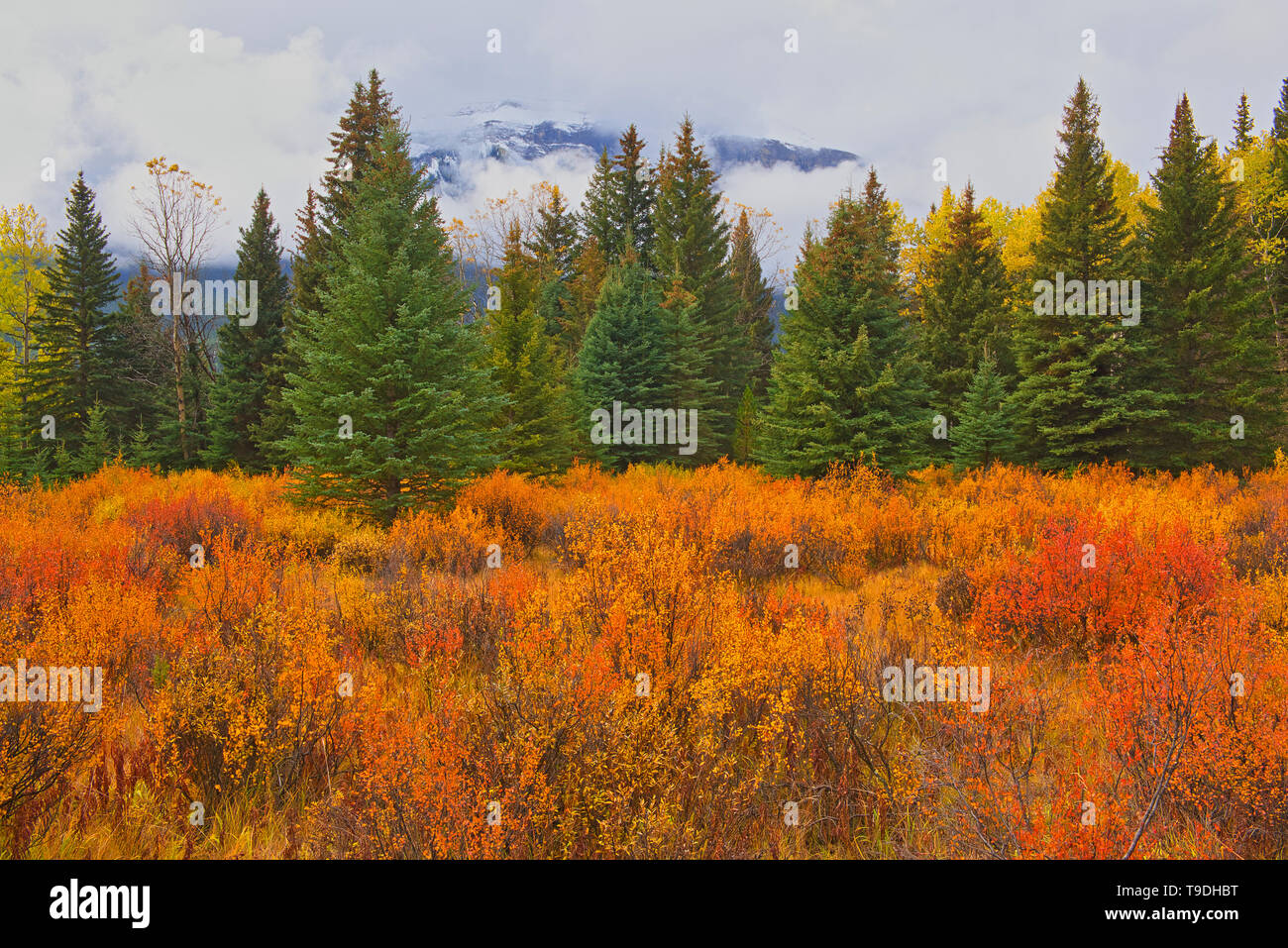 Autumn colour at Hillside Meadows in the Bow Valley Banff National Park Alberta Canada Stock Photo