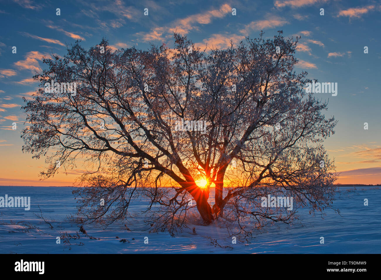 Sunset on Manitoba maple trees (Acer negundo) Oakbank Manitoba Canada