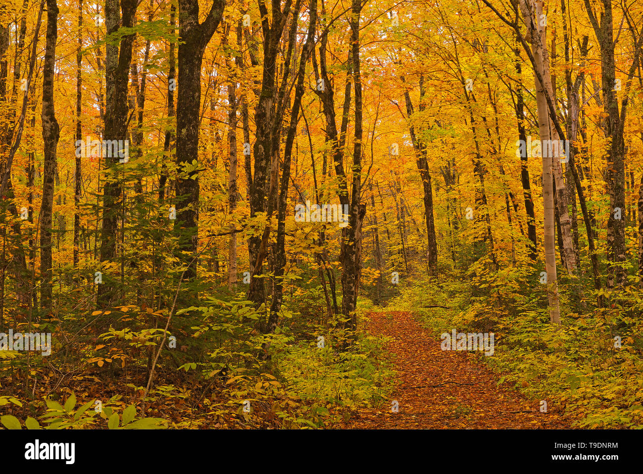 Acadian Forest Stock Photos & Acadian Forest Stock Images - Alamy