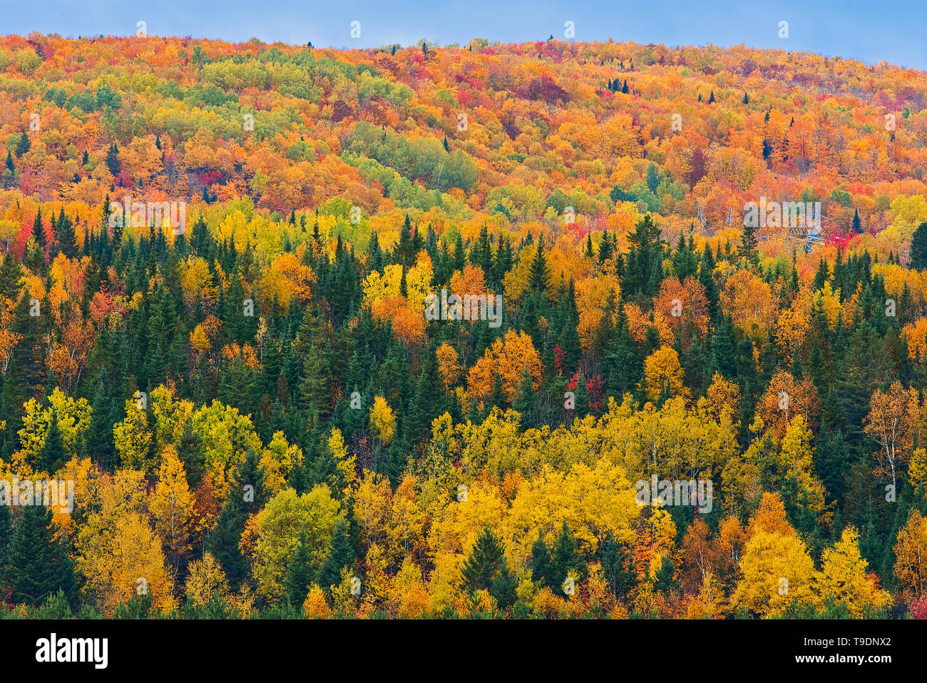 Acadian forest in autumn foliage. Rolling hills.  Aroostook New Brunswick Canada Stock Photo