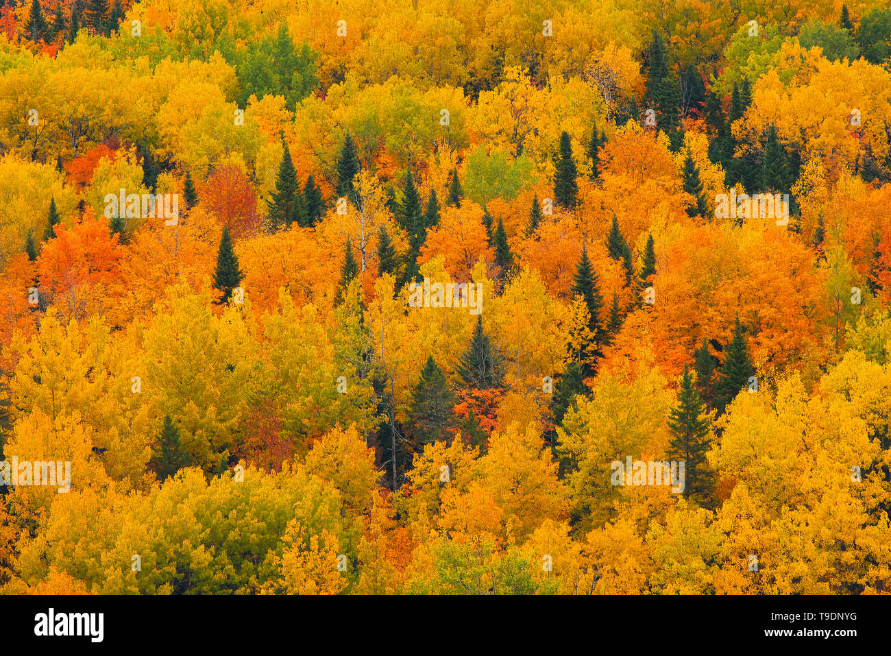 Acadian forest in autumn foliage. Aroostook New Brunswick Canada Stock
