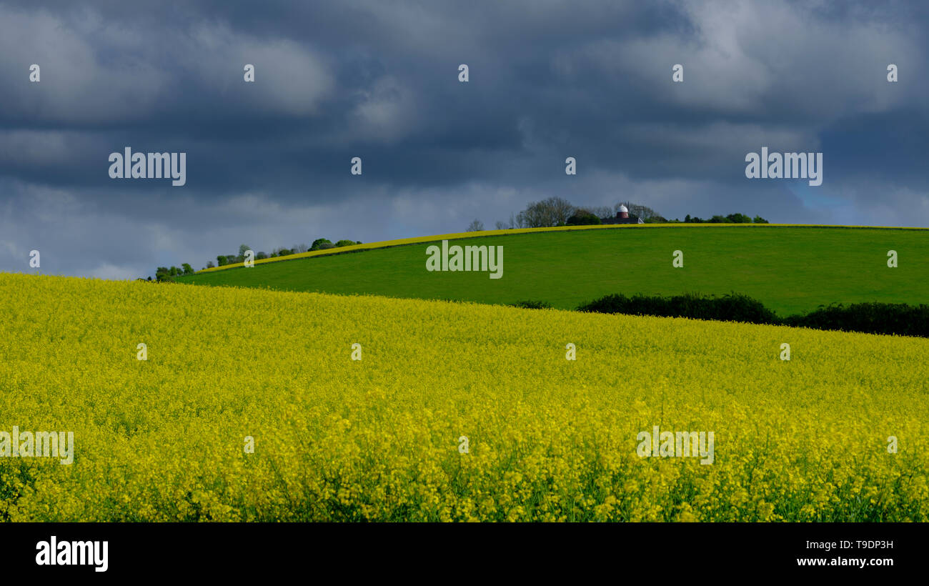 Green oilseeds hires stock photography and images Alamy