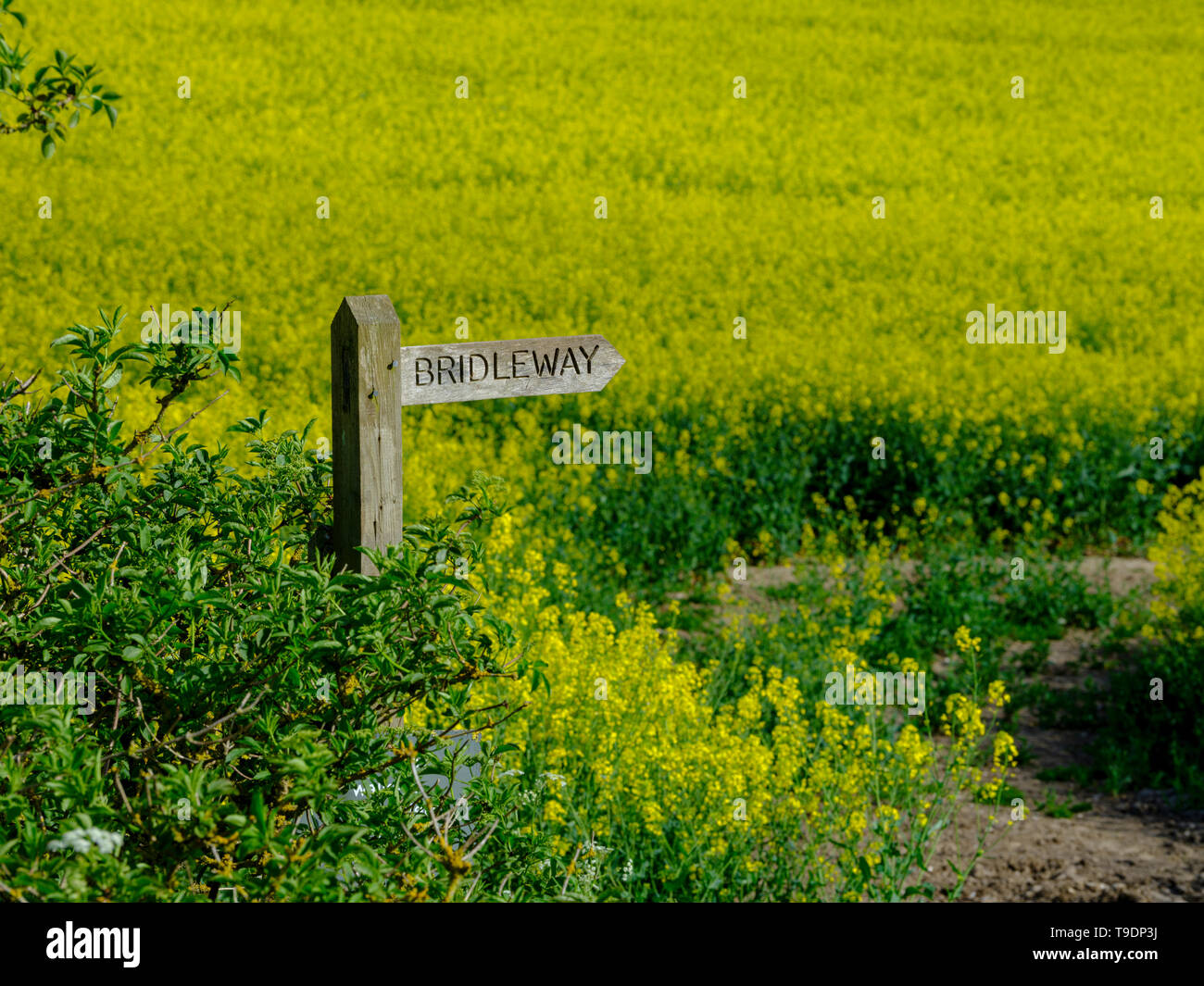 Green oilseeds hires stock photography and images Alamy