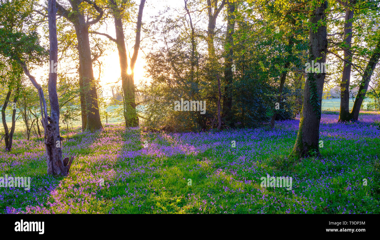 Hambledon, UK - March 30, 2019: Sunrise in a bluebell wood near Hambledon in Hampshire, UK Stock Photo