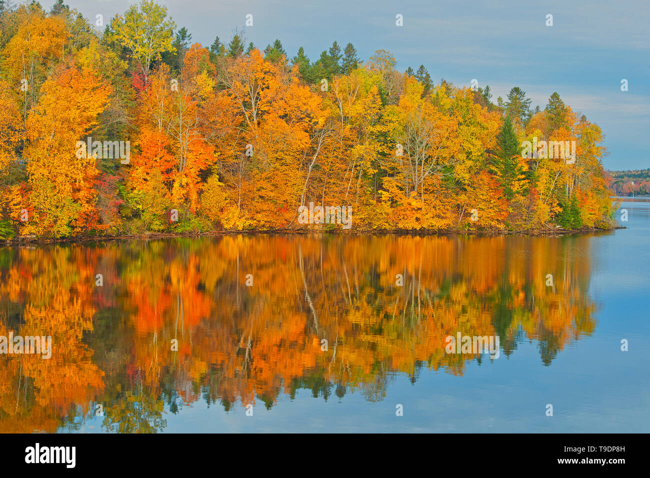 Acadian forest in autumn foliage reflected in the Saint John River