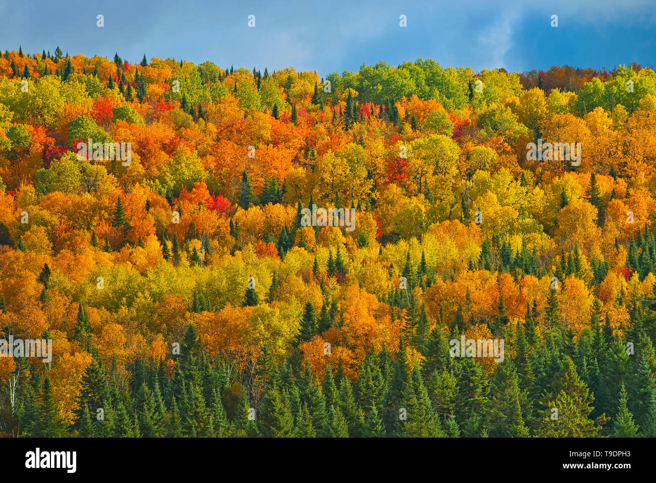 Acadian forest in autumn foliage. Near Edmunston. Madawaska County, Rolling hills.  Saint-Joseph New Brunswick Canada Stock Photo