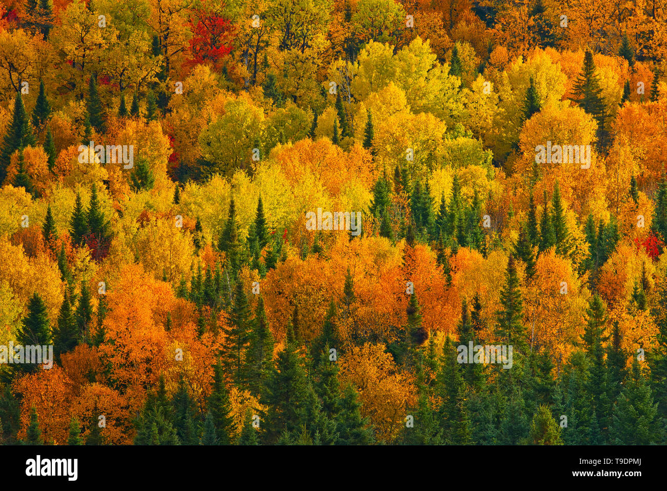 Acadian forest in autumn foliage. Near Edmunston. Madawaska County, Saint-Joseph New Brunswick Canada Stock Photo