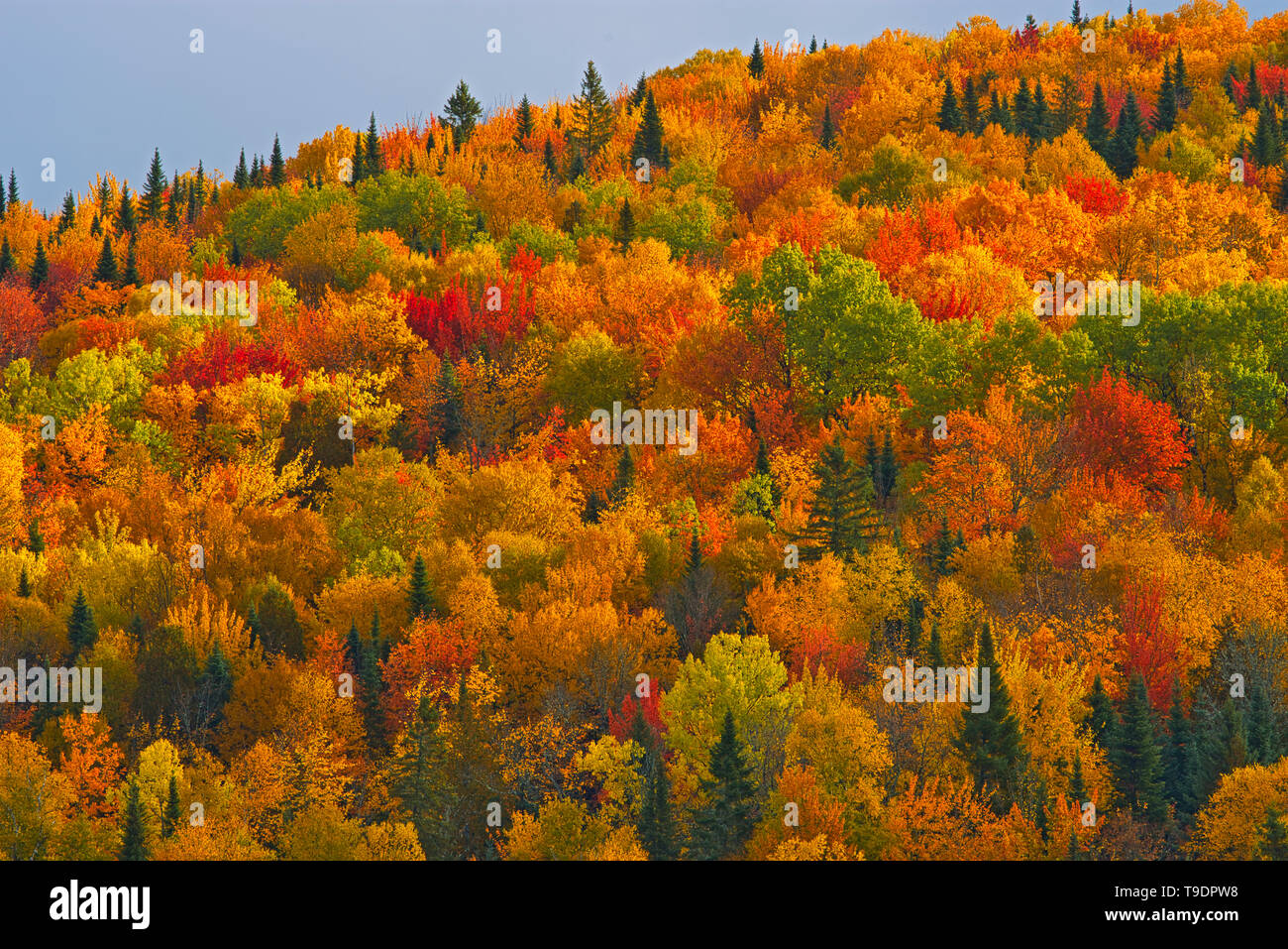 Acadian colours hires stock photography and images Alamy