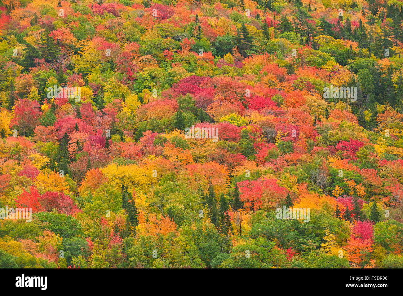 Acadian forest in autumn foliage Cape Breton Highlands National Park ...