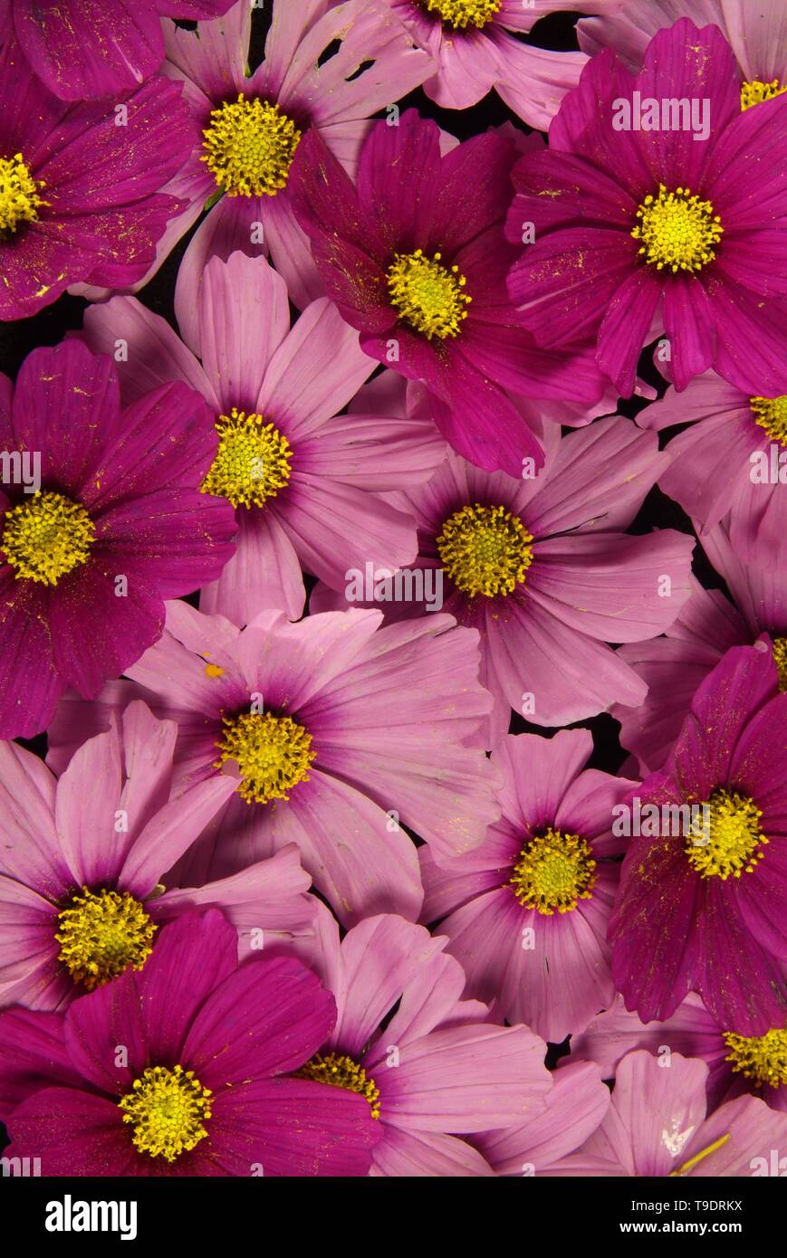 Orange and pink flower background vividly bright, bloom from floral plant on flowerbed in the