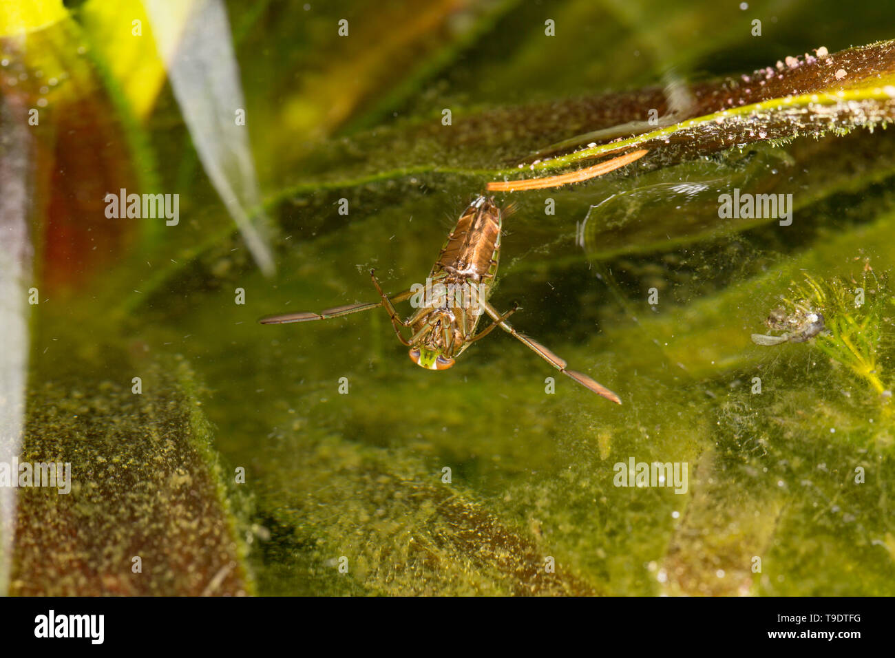 A water boatman, Notonecta glauca, photographed at night in May in the margins of a garden pond in Lancashire North West England UK GB Stock Photo