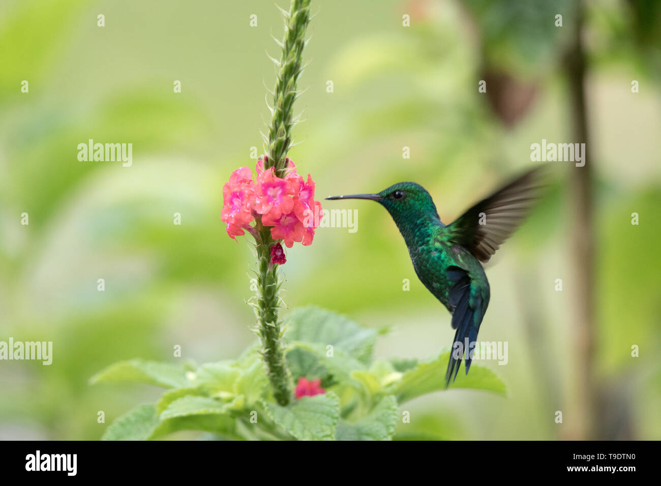 Blue-chinned Saffire Stock Photo