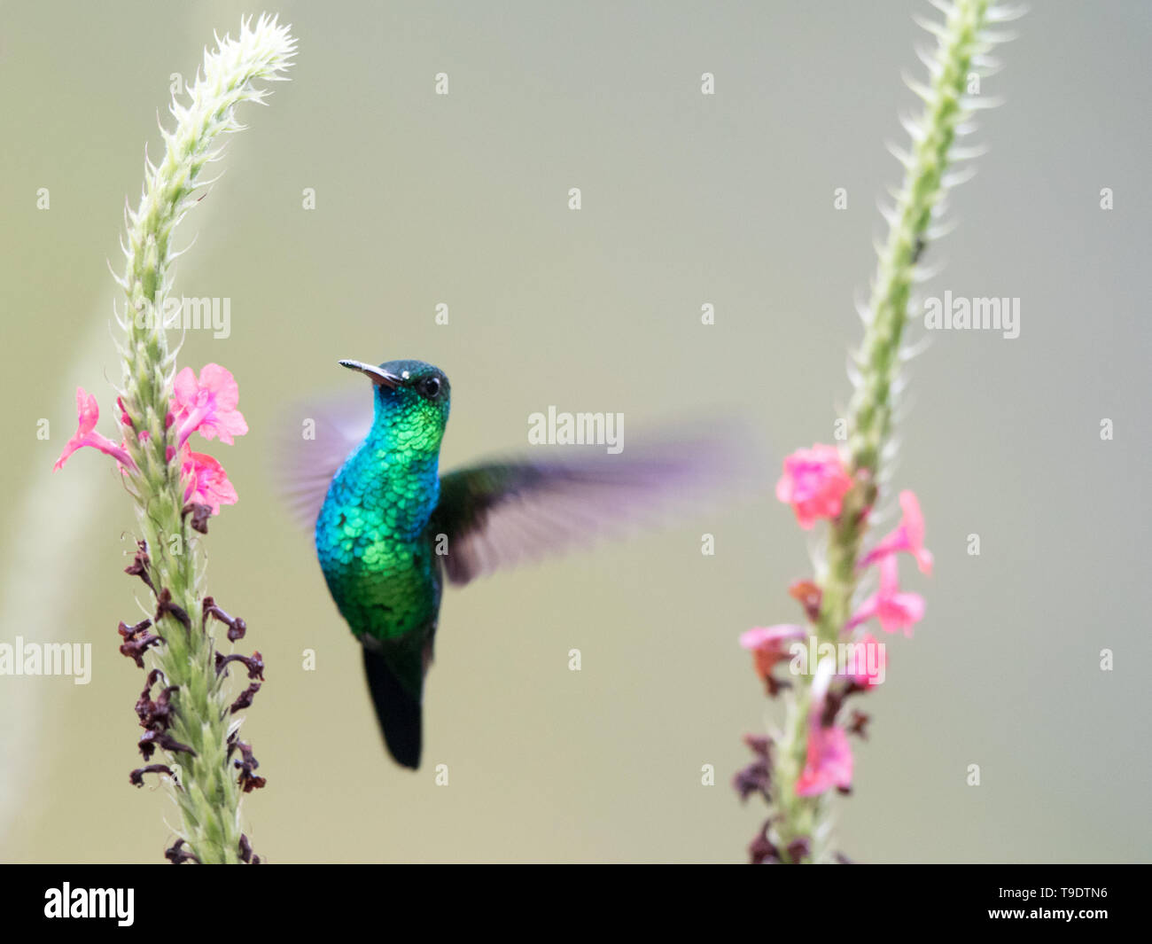 Blue-chinned Saffire Stock Photo