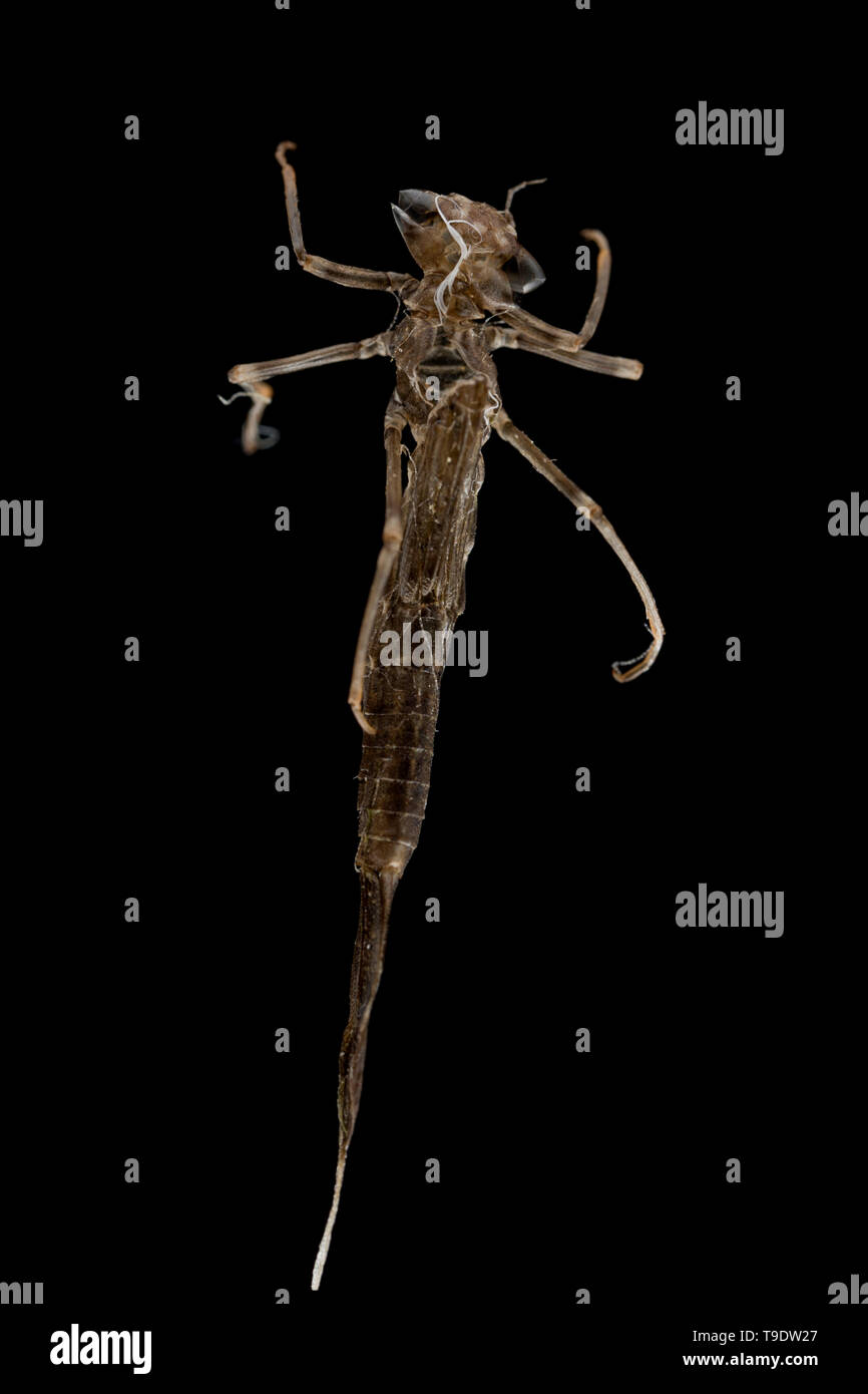 The ventral view of an empty shed exuvia, or larval skin/exoskeleton, of a damselfly that emerged from a garden pond before flying away leaving the e Stock Photo