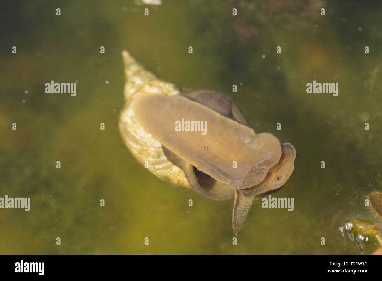A great pond snail, Lymnaea stagnalis, in May moving along the underside of the  water surface film in a garden pond. Lancashire North west England UK Stock Photo