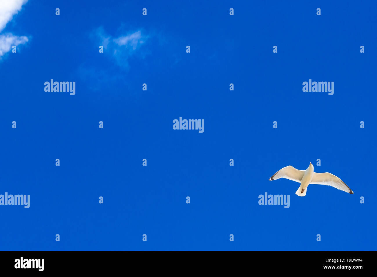 A Herring Gull circles in a clear blue sky with a few white clouds in