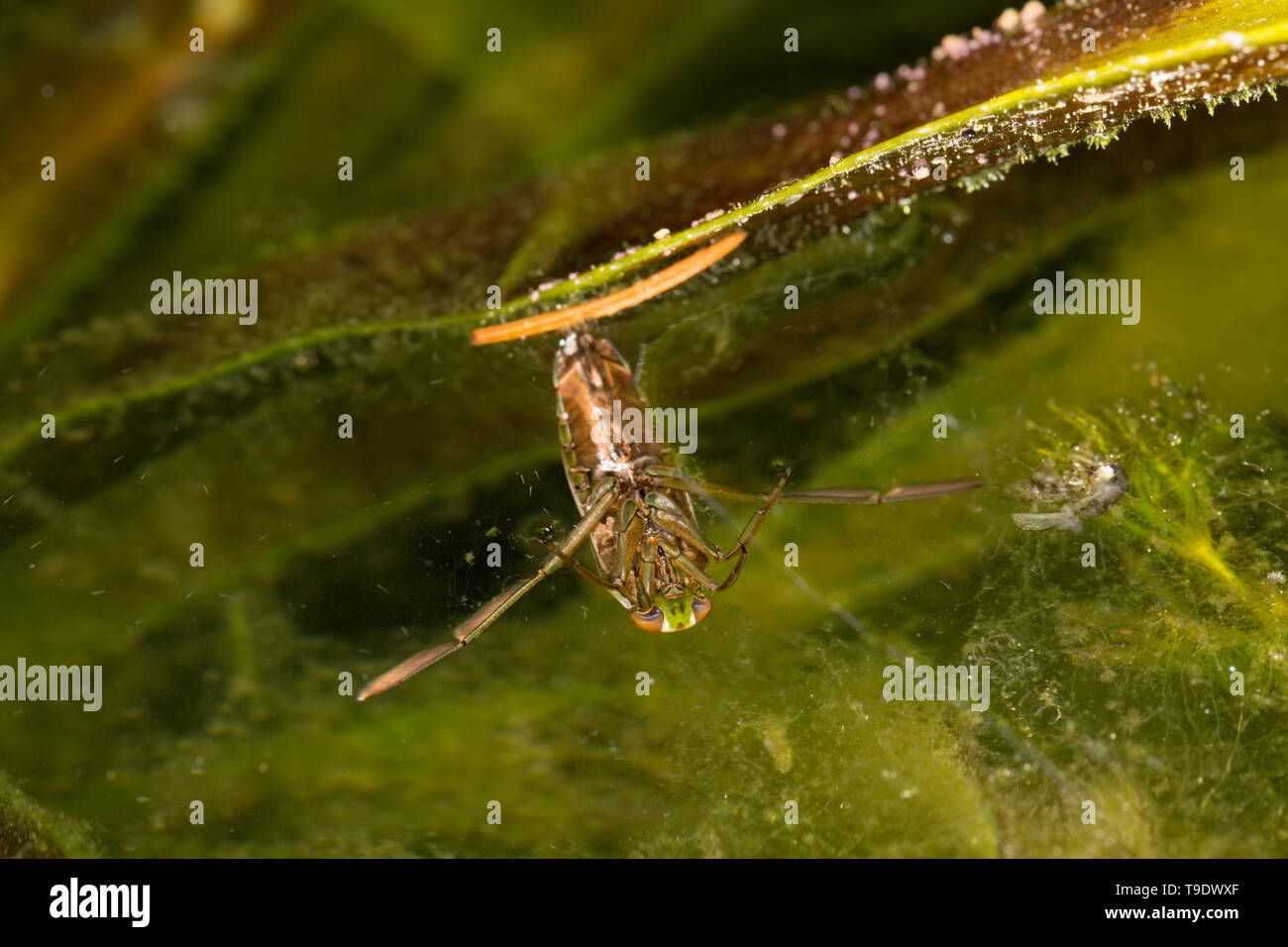 A water boatman, Notonecta glauca, photographed at night in May in the margins of a garden pond in Lancashire North West England UK GB Stock Photo