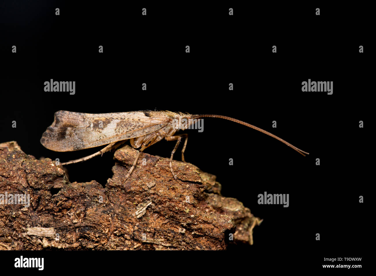 Caddis fly UK Stock Photo Alamy