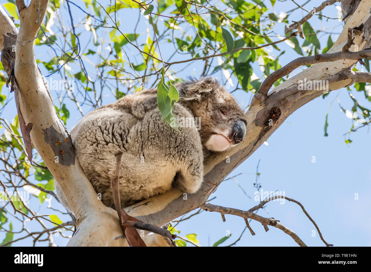 Beautiful koala in wild life sleeping leaning against a high eucalyptus branch against the blue sky, Kangaroo Island, Southern Australia Stock Photo