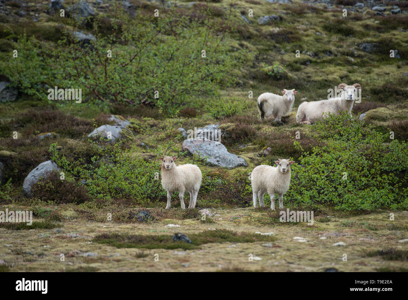 The Icelandic sheep (Icelandic: Ãslenska sauÃ°kindin) is a breed of domestic sheep. The Icelandic breed is one of the Northern European short-tailed  Stock Photo