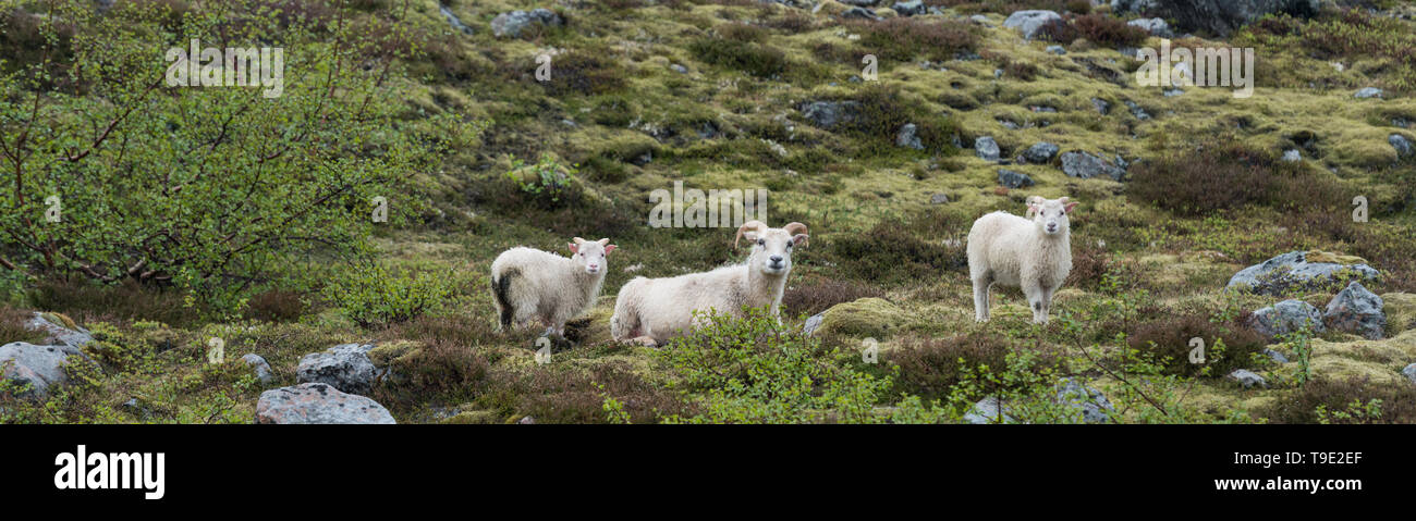 The Icelandic sheep (Icelandic: Ãslenska sauÃ°kindin) is a breed of domestic sheep. The Icelandic breed is one of the Northern European short-tailed  Stock Photo