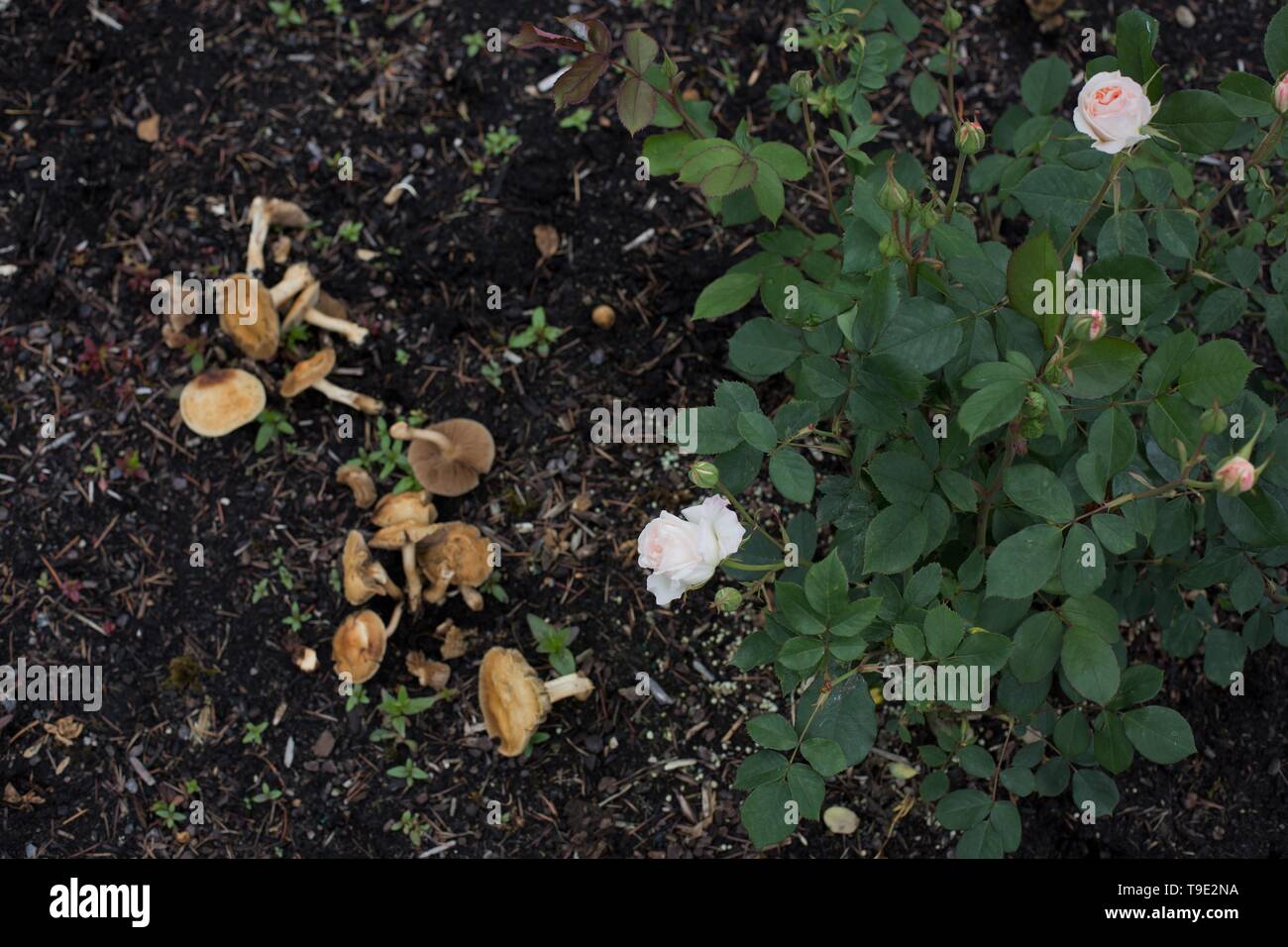 Mushrooms growing next to roses at the Owen Rose Garden in Eugene