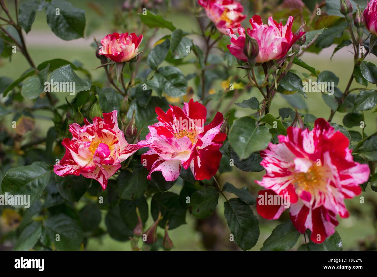 Fourth of July large flowered climber roses at the Owen Rose Garden in