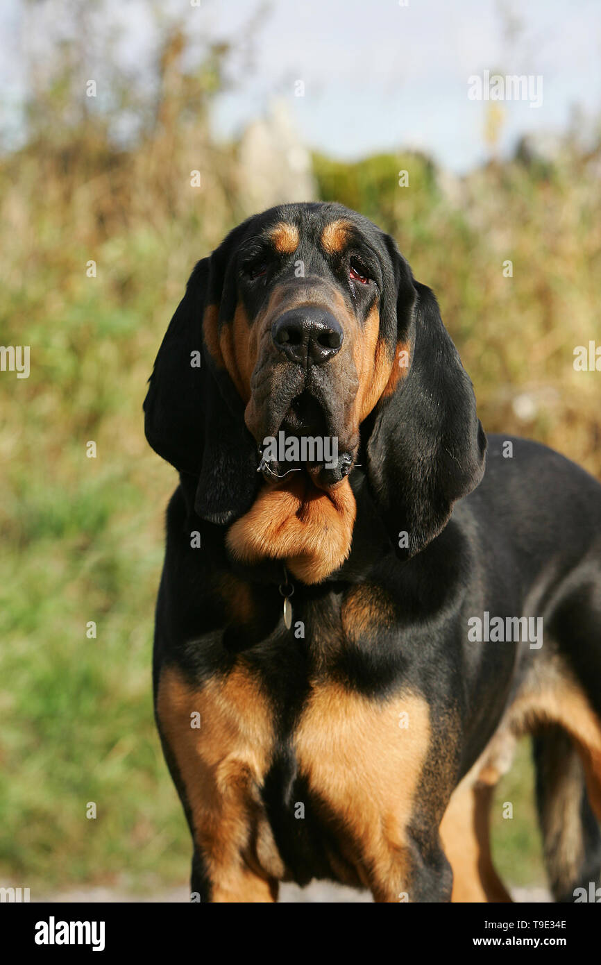 black and tan bloodhound