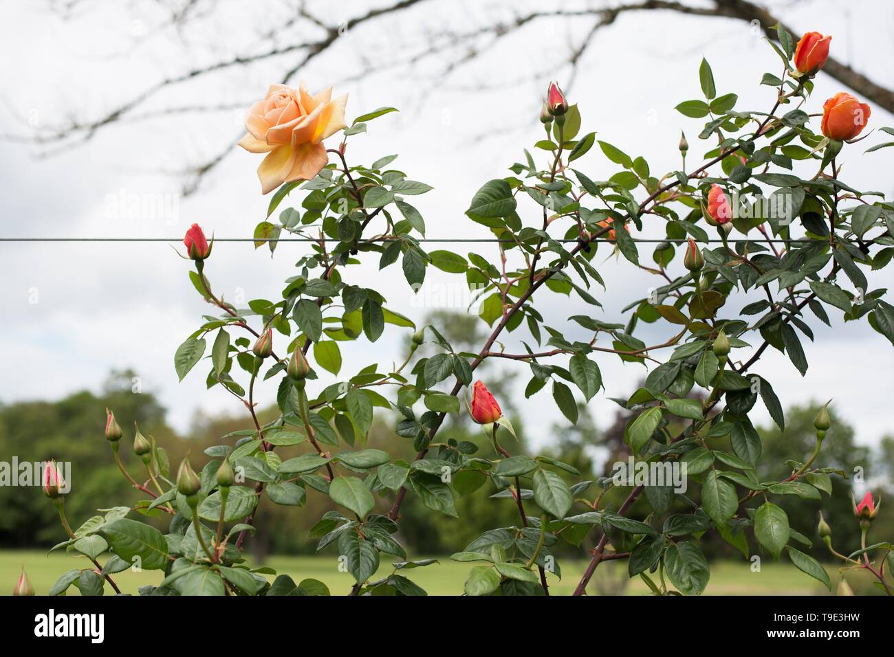 Climbing rose hi-res stock photography and images - Alamy