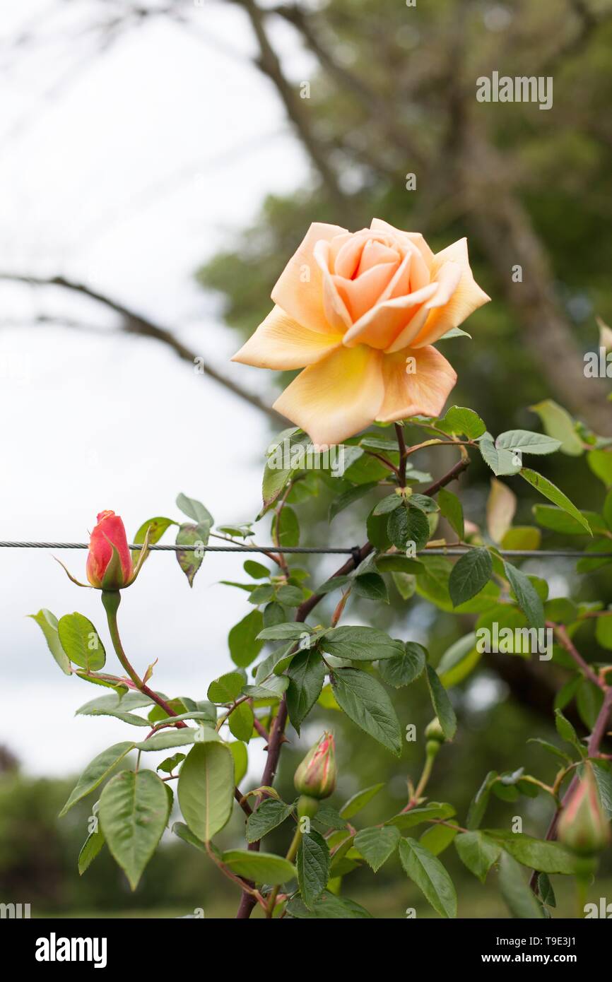 Royal Sunset rose, a climbing rose, at the Owen Rose Garden in Eugene