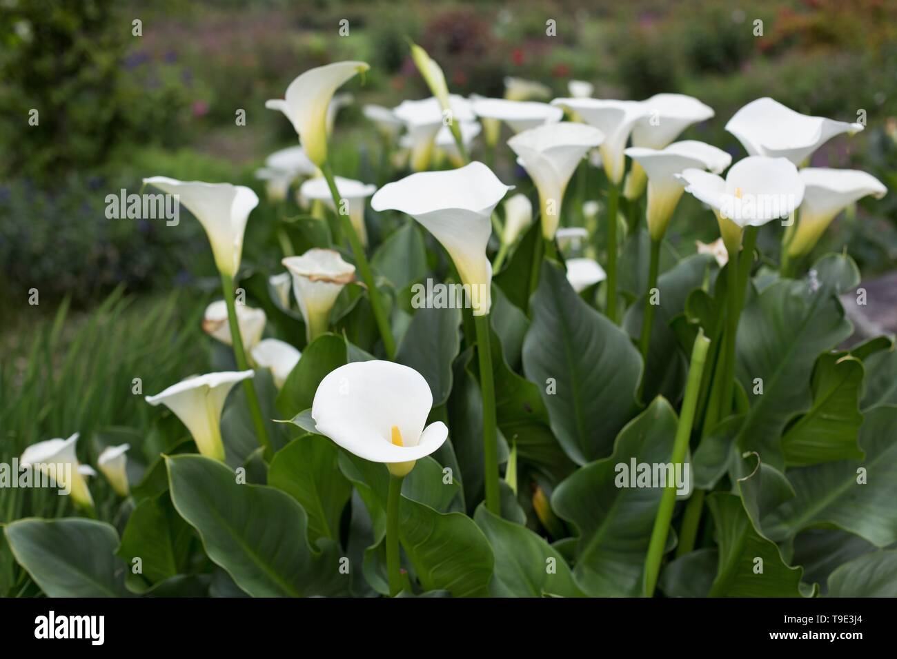 Calla lilies - Zantedeschia aethiopica - at the Owen Rose Garden in Eugene, Oregon, USA. Stock Photo