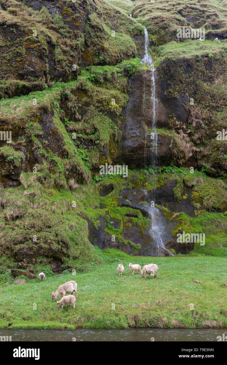 The Icelandic sheep (Icelandic: Ãslenska sauÃ°kindin) is a breed of domestic sheep. The Icelandic breed is one of the Northern European short-tailed  Stock Photo