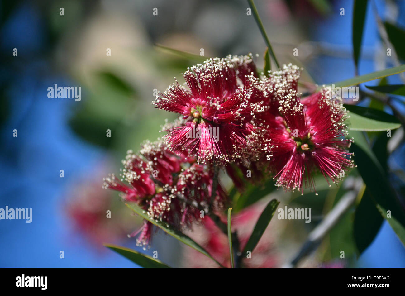 Red flowers of the Broad-leaved Paperbark, Melaleuca viridiflora, family Myrtaceae. Native to tropical northern Australia and South east Asia. Stock Photo