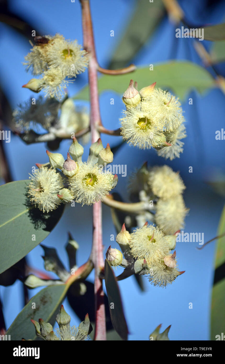 Flowers and buds of the rare Yellow Top Mallee Ash, Eucalyptus luehmanniana, family Myrtaceae. Threatened species native to central coast of NSW Stock Photo