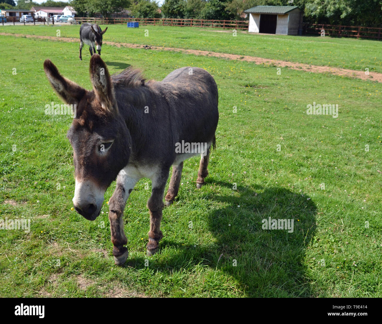 Skegness Donkey Sanctuary, Skegness, Lincolnshire, UK Stock Photo Alamy