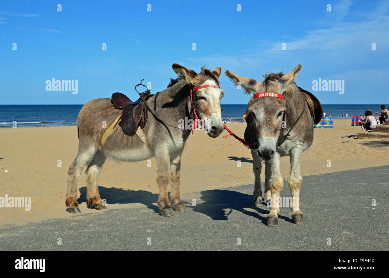 Donkeys on the beach at Mablethorpe, Lincolnshire, UK Stock Photo