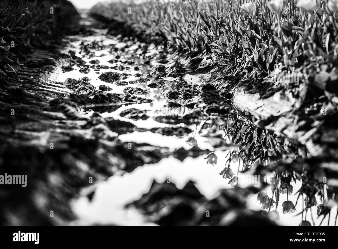 Tulip soil Black and White Stock Photos & Images - Alamy