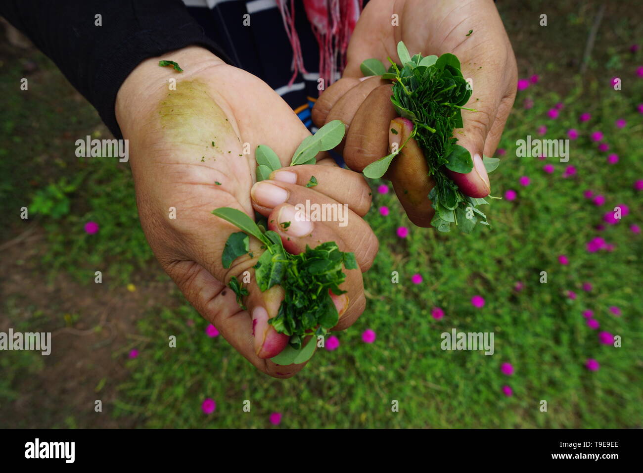 Hands crushing leaves to make dye for silk Stock Photo Alamy
