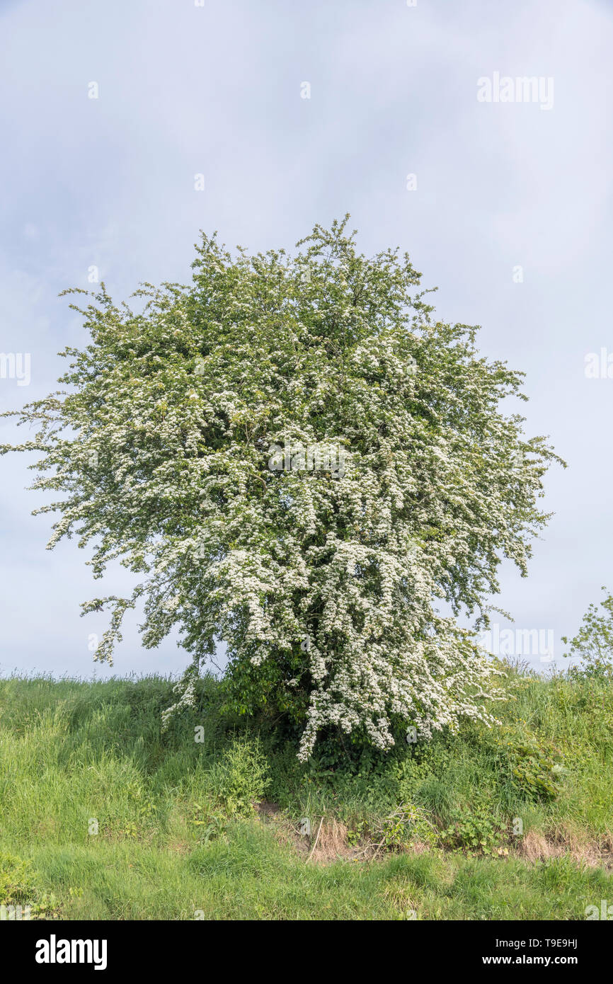 White flower blossom of Hawthorn tree / Crataegus monogyna blossom. May