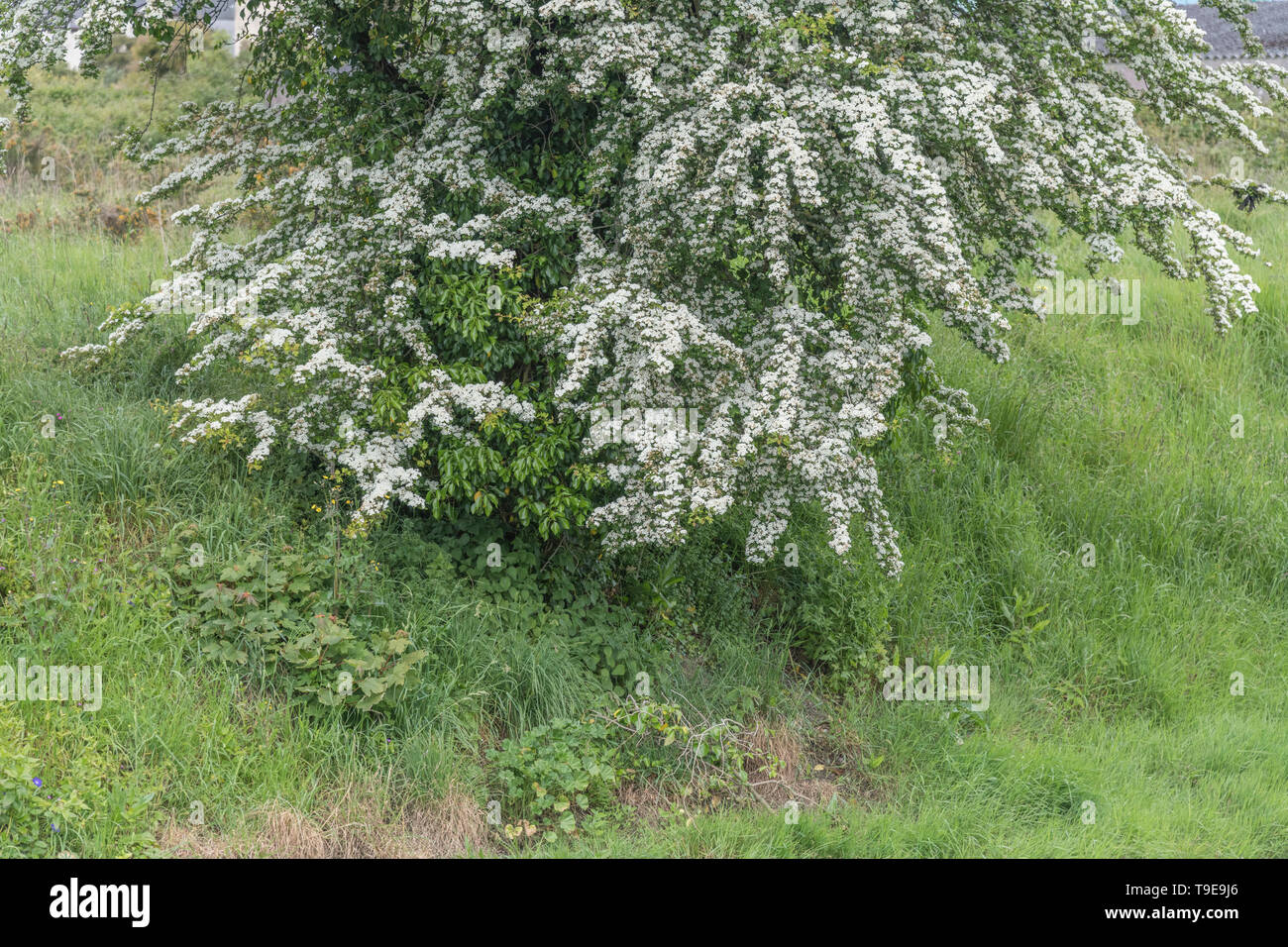 White flower blossom of Hawthorn tree / Crataegus monogyna blossom. May